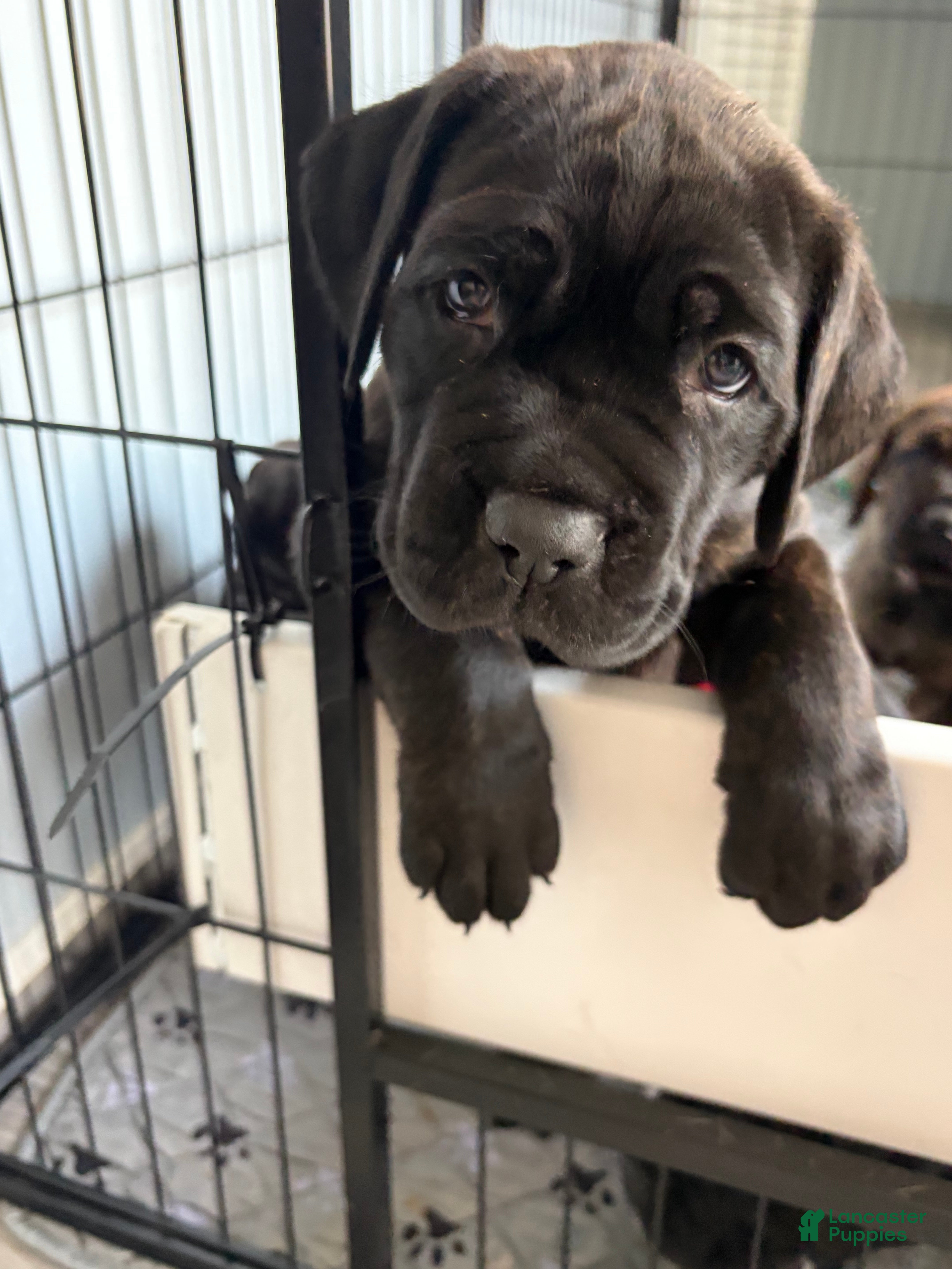 Cane Corso dogs Cane Corso 7 - Ad 2