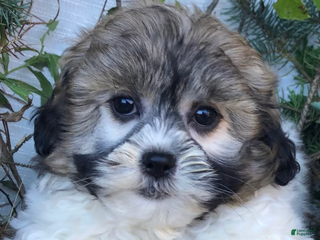 Shihpoo dogs Vince - Ad 40