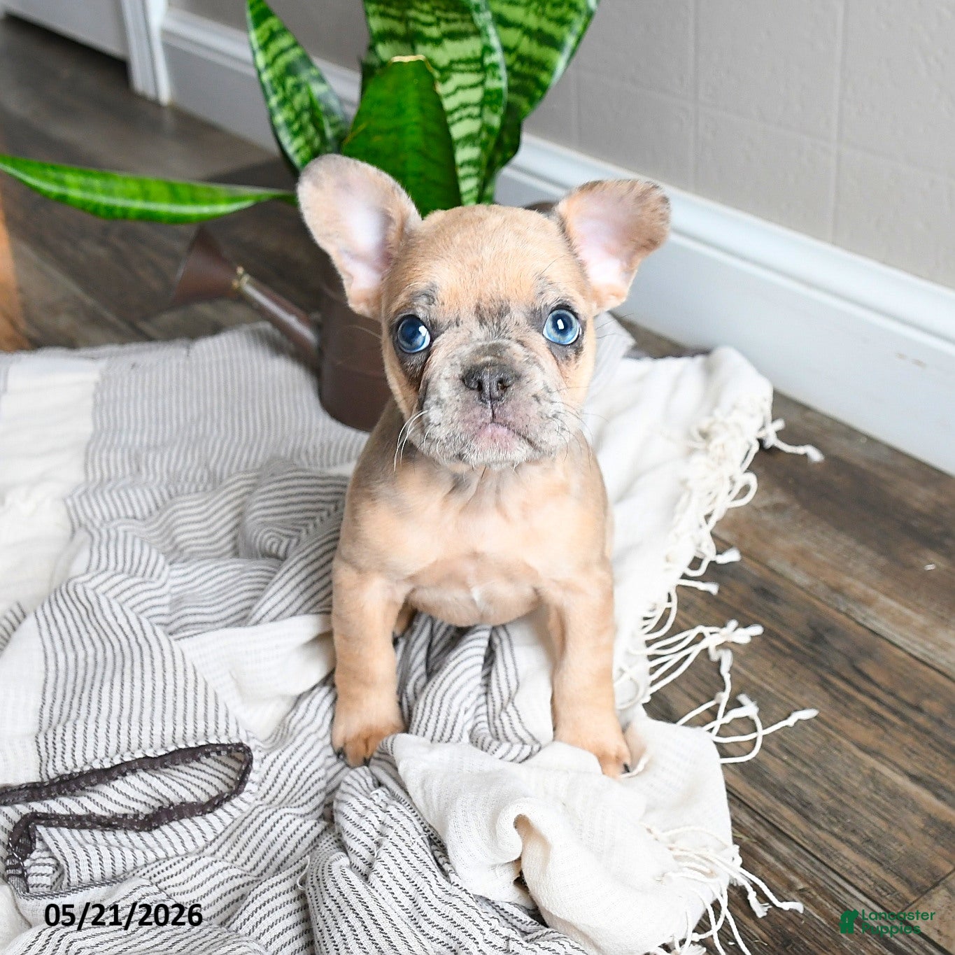 French Bulldog dogs for sale: Lisbon - Ad 4