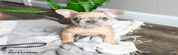 French Bulldog dogs for sale: Lisbon - Ad 1