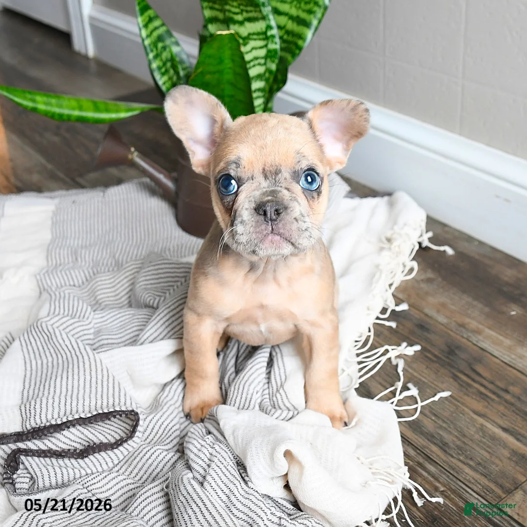 French Bulldog dogs for sale: Lisbon - Ad 1