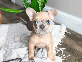 French Bulldog dogs for sale: Lisbon - Ad 4