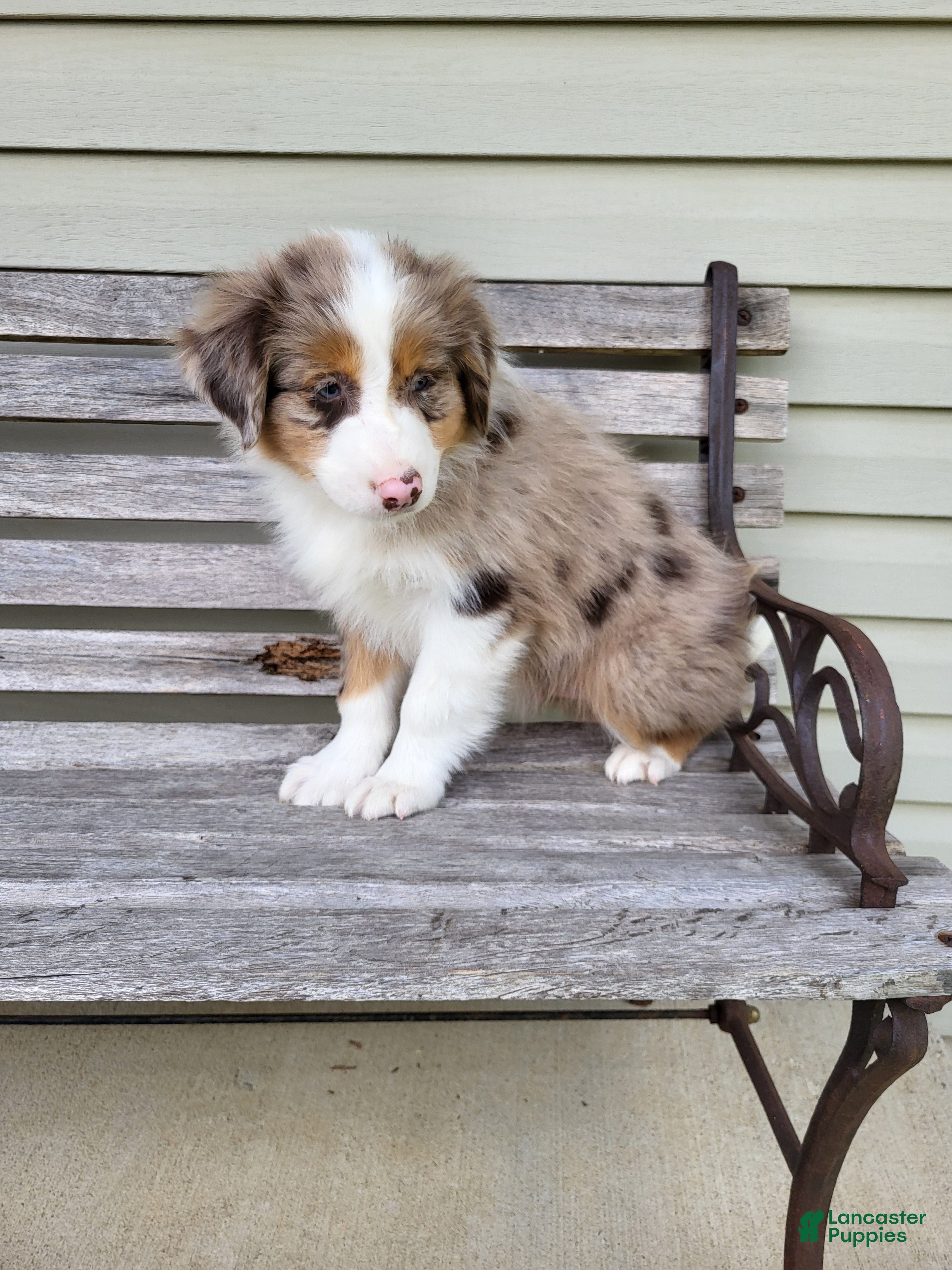 Australian Shepherd dogs Remington  - Ad 1