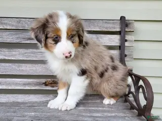 Australian Shepherd dogs for sale: Remington - Ad 1