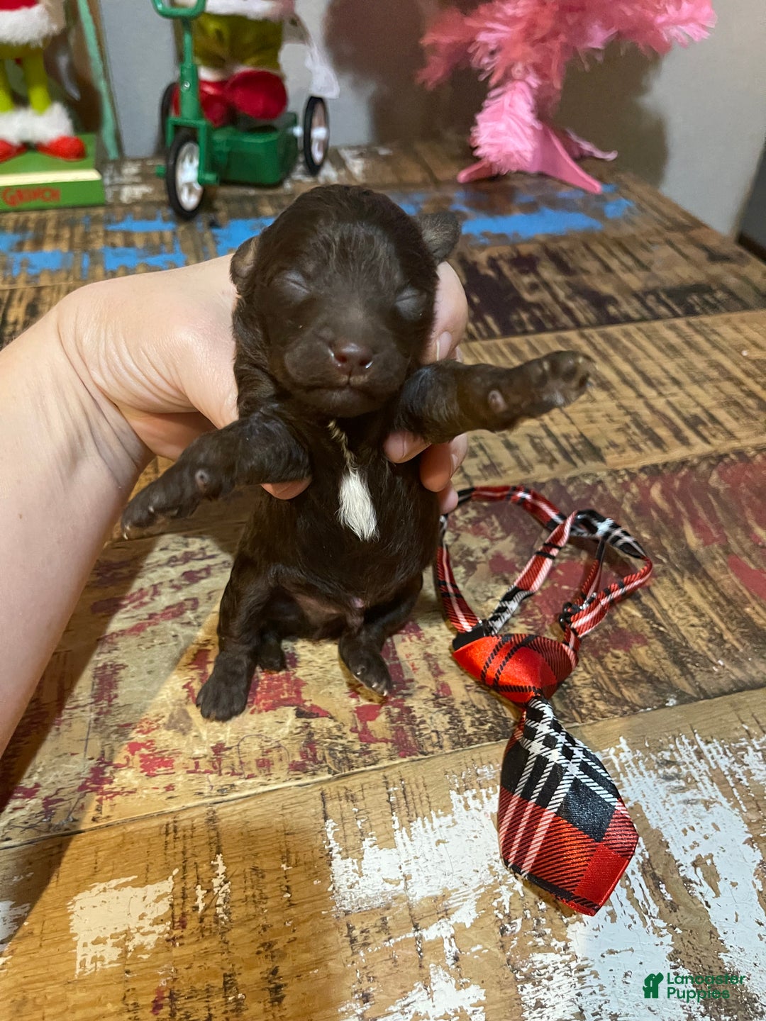 Miniature Poodle dogs for sale: Akc Clear Chocolate Phantom Boy 1 - Ad 3