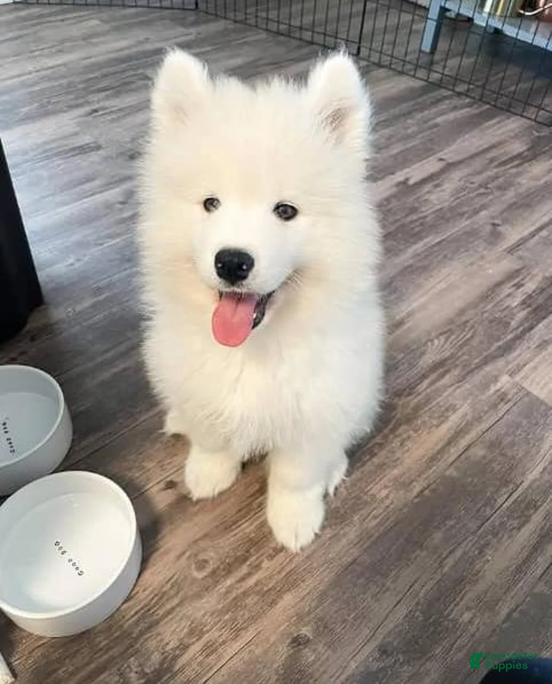 Samoyed dogs for sale: kiki - Ad 1