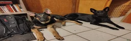 German Shepherd dogs for sale: German Shepherd Puppy 5 - Ad 14