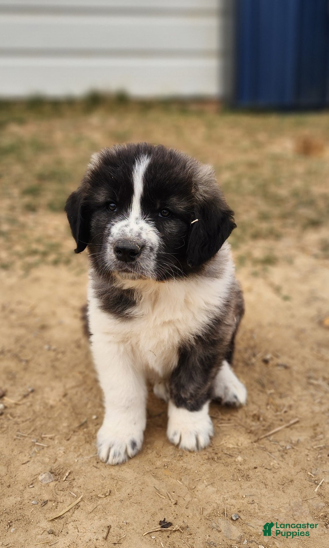 Anatolian Shepherd dogs for sale: Zena 2025 M2 ASD puppy - Ad 14