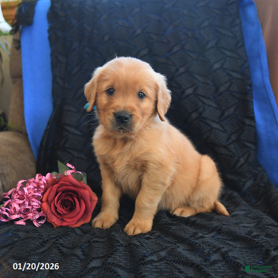 Golden Retriever dogs for sale: Joey - Ad 2