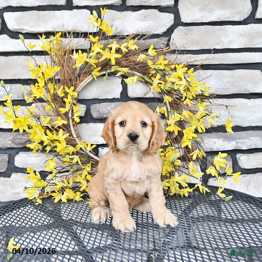 English Cocker Spaniel dogs Kobey - Ad 2