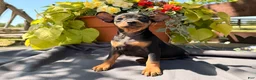 Miniature Pinscher dogs for sale: Isaac  - Ad 4