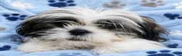 Shih Tzu dogs for sale: Shih Tzu Puppy 1 - Ad 1