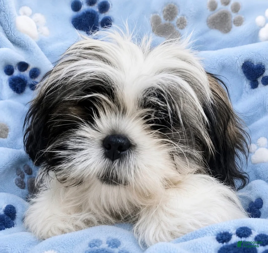 Shih Tzu dogs for sale: Shih Tzu Puppy 1 - Ad 1