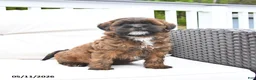 Mixed Breed dogs for sale: Pretzel - Ad 3
