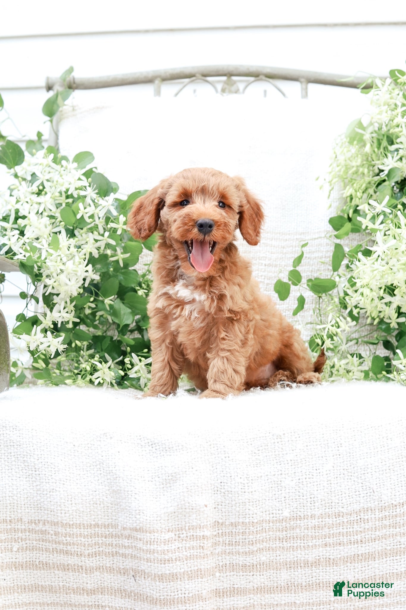 Mini Goldendoodle dogs Lavon - Ad 2