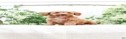 Mini Goldendoodle dogs for sale: Lavon - Ad 2