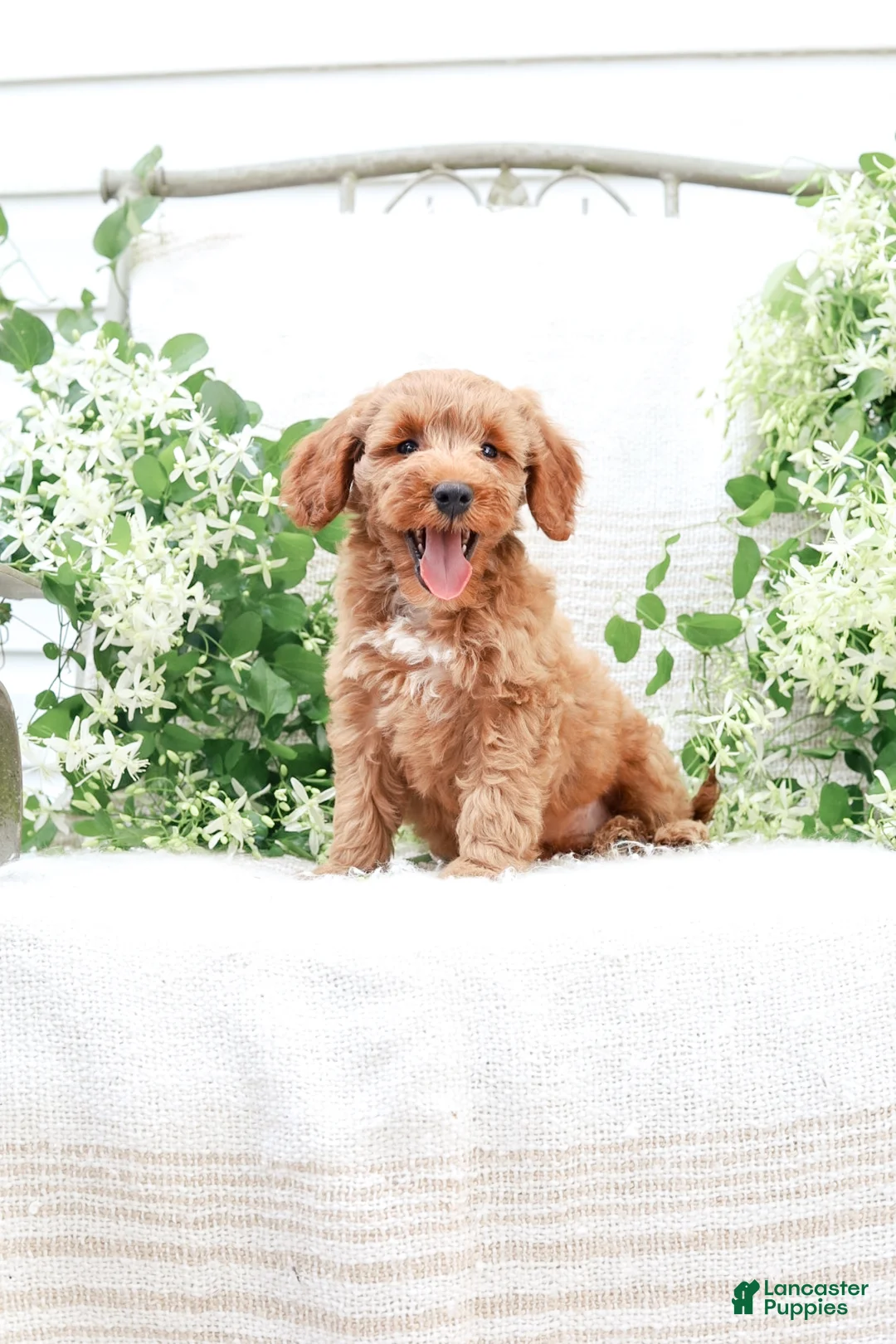 Mini Goldendoodle dogs for sale: Lavon - Ad 2