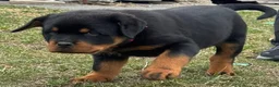 Rottweiler dogs for sale: Rottweiler Puppy 1 - Ad 2