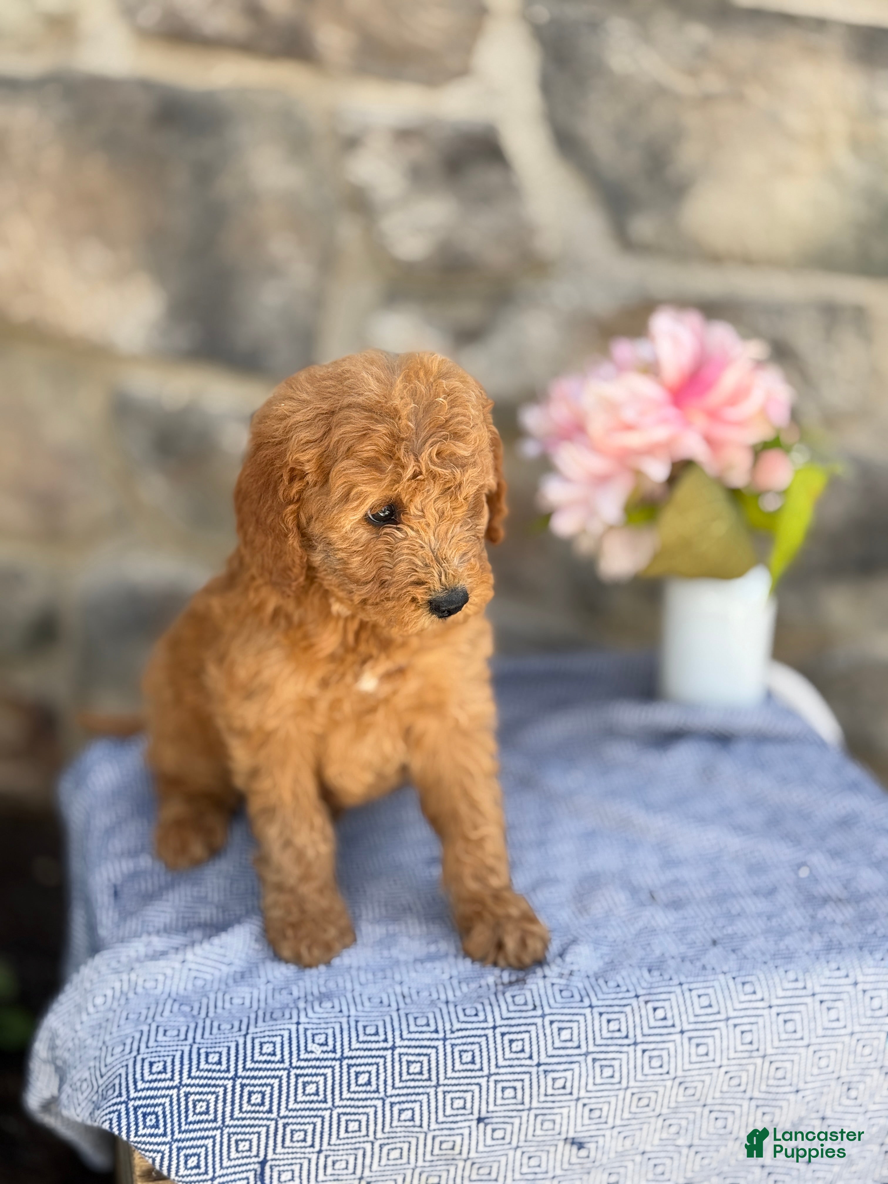 Goldendoodle dogs Mango - Ad 2