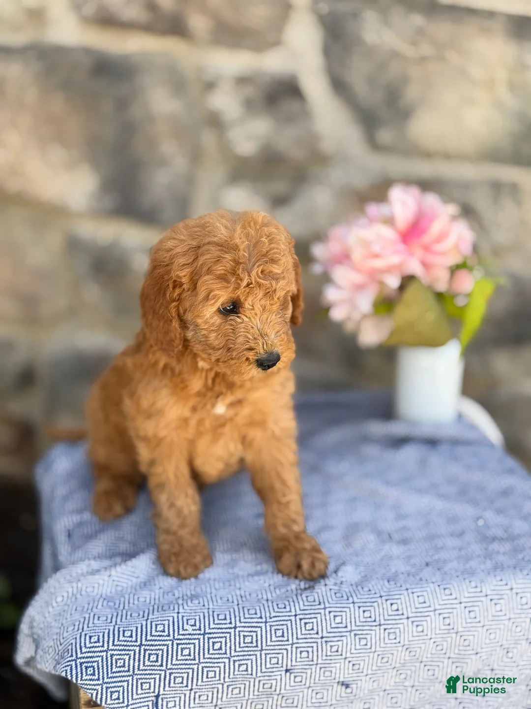 Goldendoodle dogs for sale: Mango - Ad 2