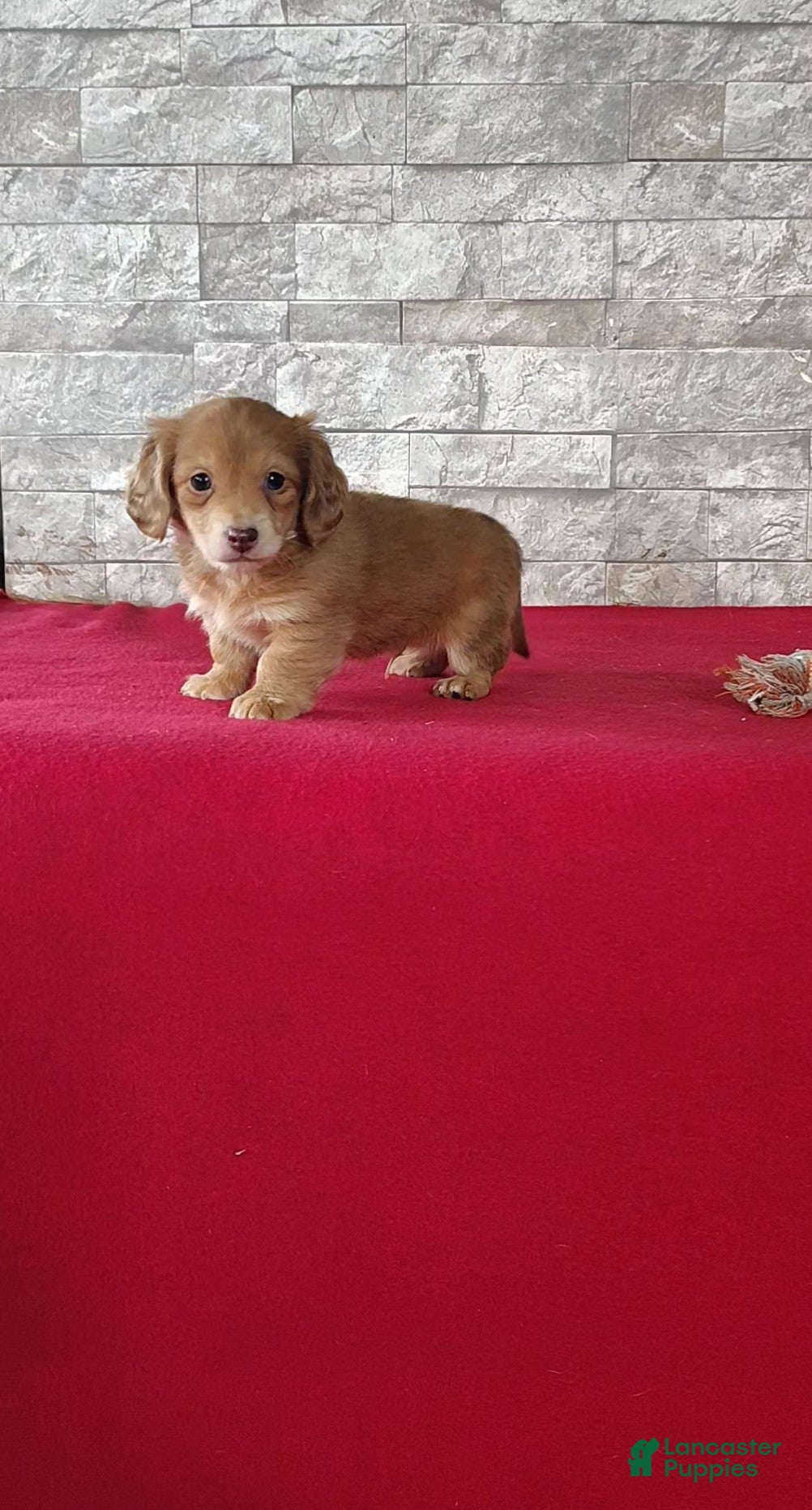 Miniature Dachshund dogs Fluffy - Ad 2