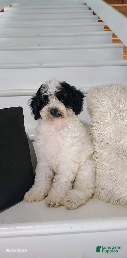 Miniature Poodle dogs Bingo - Ad 2