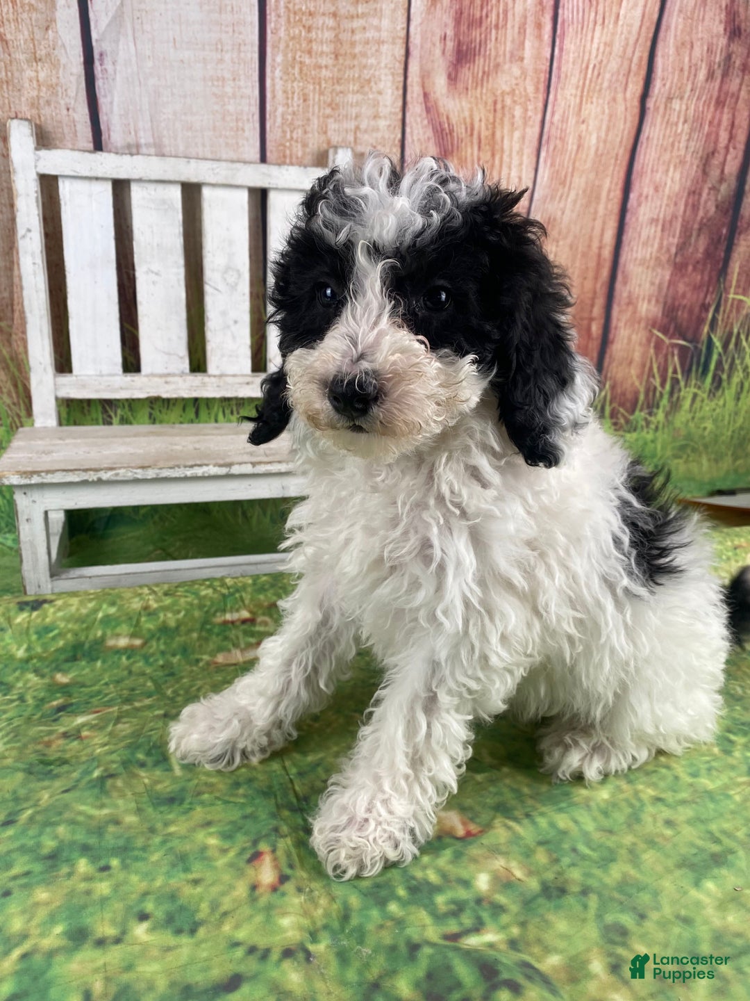 Miniature Poodle dogs for sale: Fred - Ad 9