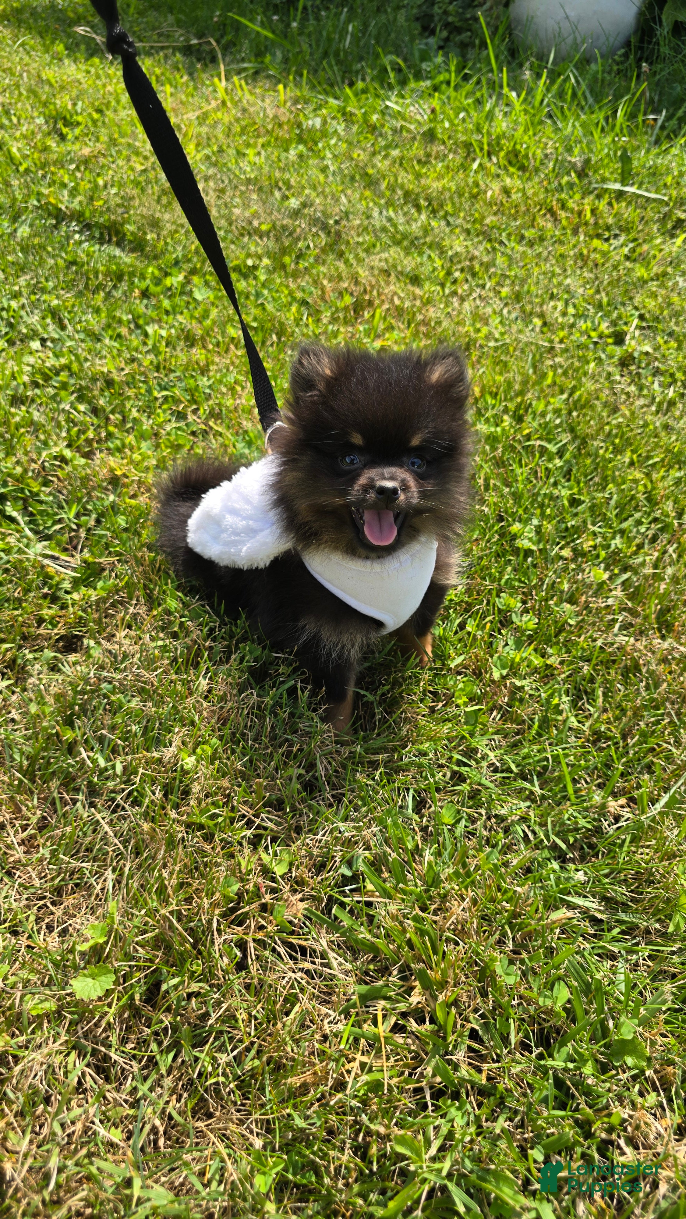 Pomeranian dogs Nano - Ad 2