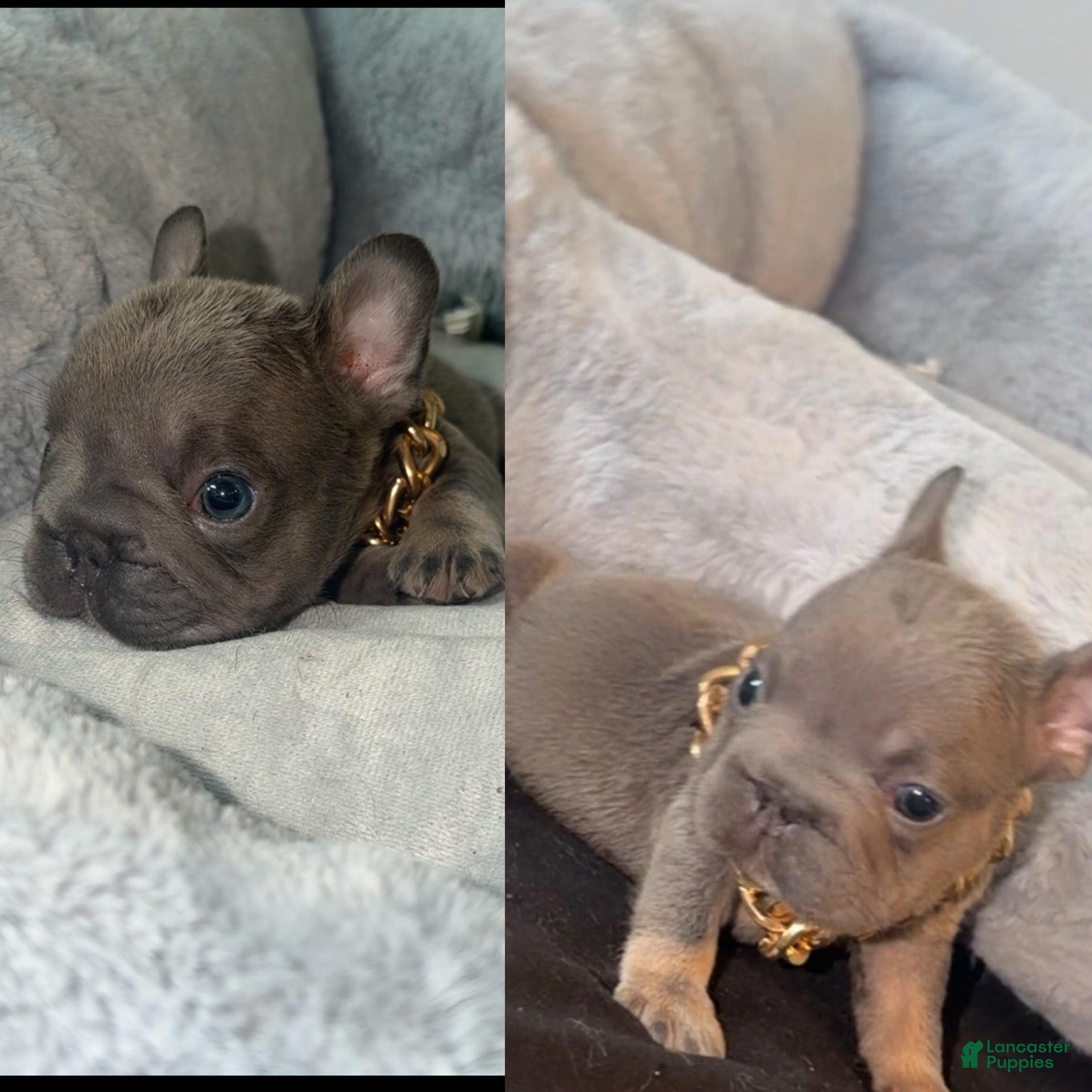 French Bulldog dogs for sale: French Bulldog 3 - Ad 2