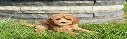 Cockapoo dogs for sale: Cockapoo female 4 - Ad 3