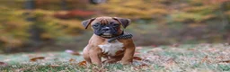 Boxer dogs for sale: Hudson - Ad 8