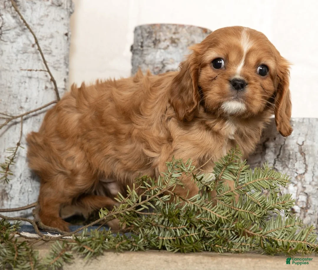 Cavalier King Charles Spaniel dogs for sale: Dash - Ad 5