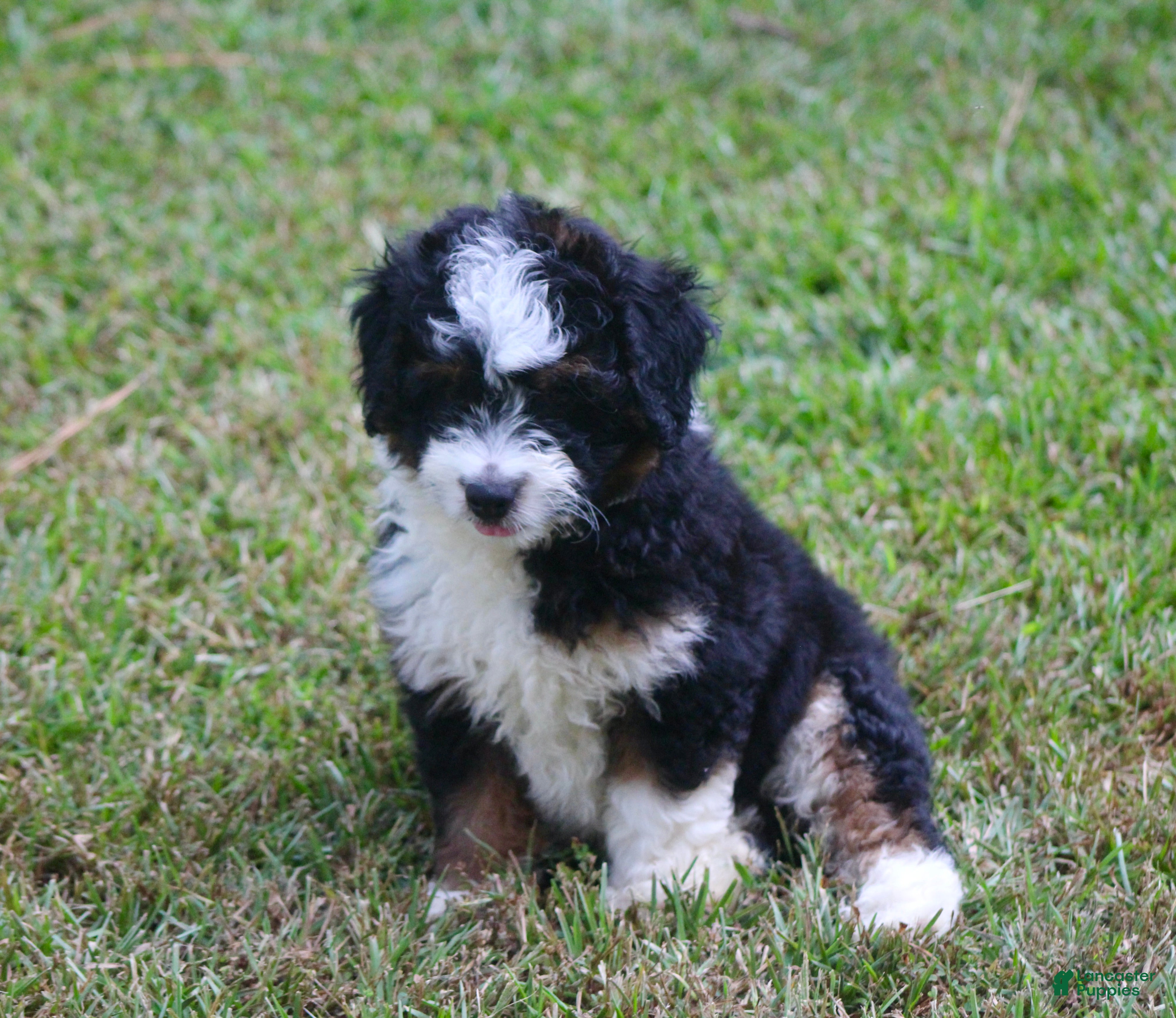 Aussiedoodle dogs Kadin - Ad 1