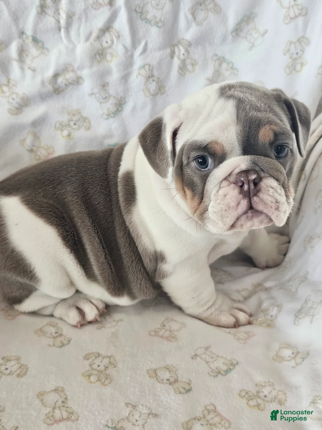 English Bulldog dogs for sale: English Bulldog Puppy 5 - Ad 3