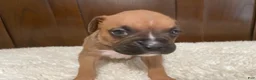 Boxer dogs for sale: Colt - Ad 6