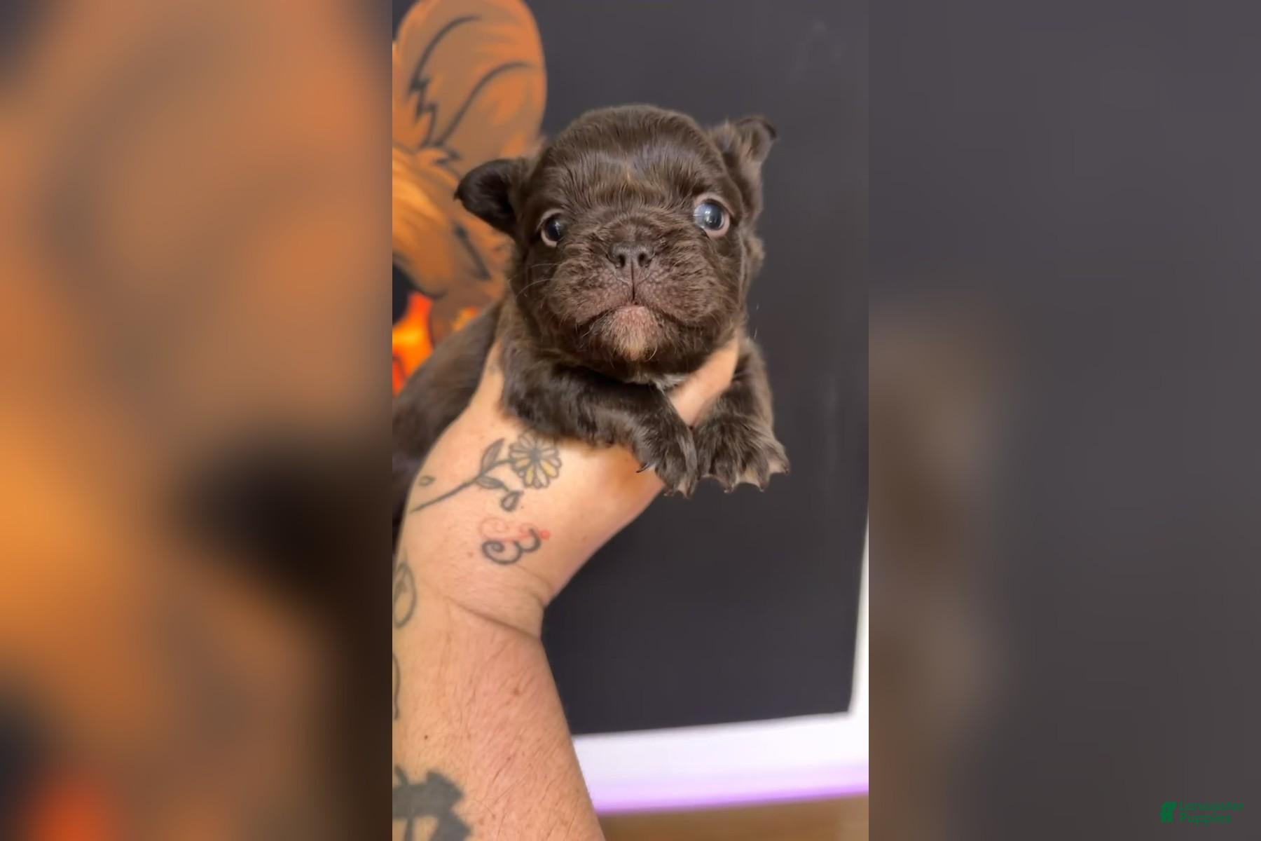 French Bulldog dogs for sale: Chocolate Visual Fluffy - Ad 6