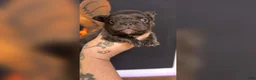 French Bulldog dogs for sale: Chocolate Visual Fluffy - Ad 1