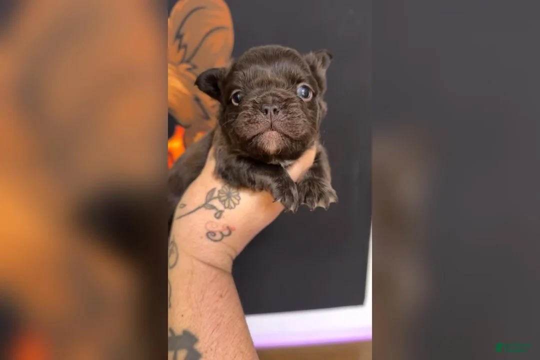 French Bulldog dogs for sale: Chocolate Visual Fluffy - Ad 1
