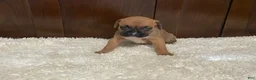 Boxer dogs for sale: Molly - Ad 16
