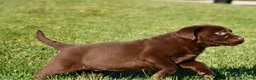 Labrador Retriever dogs for sale: Libby - Ad 7