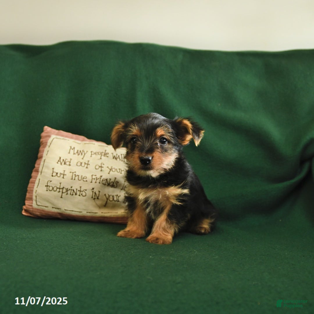 Yorkshire Terrier dogs for sale: Cookie - Ad 8