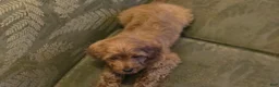 Cavapoo dogs for sale: Allie - Ad 8