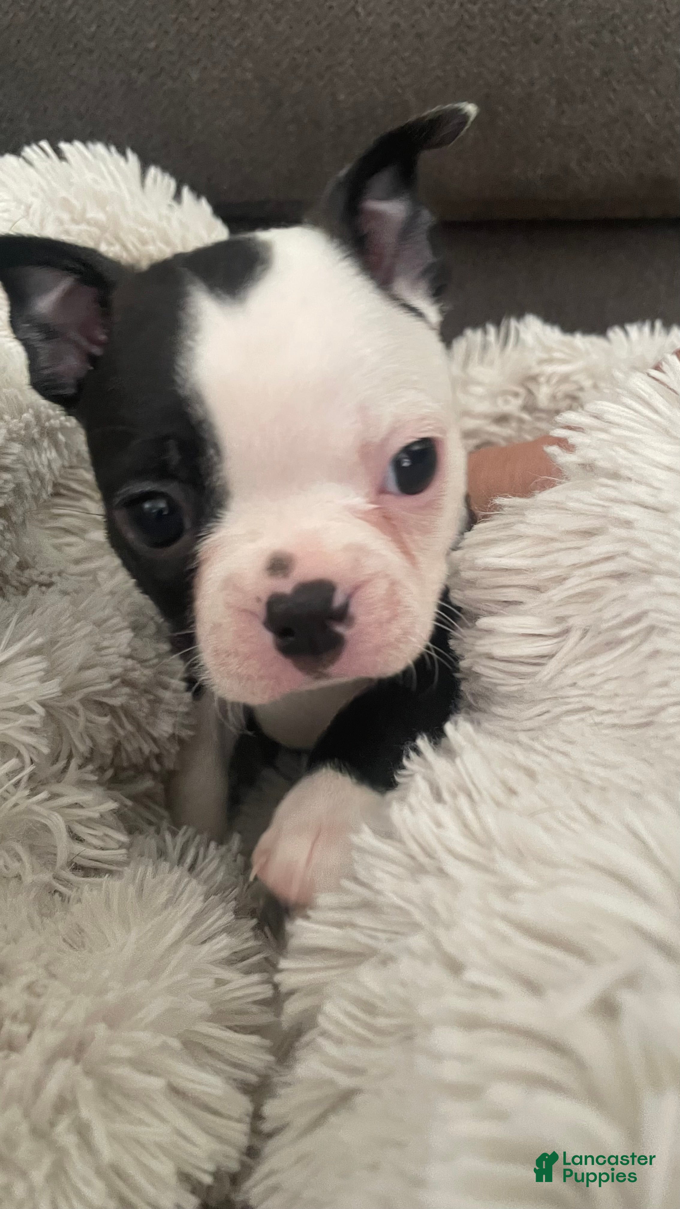 Boston Terrier dogs for sale: Pending - Panda - Ad 4