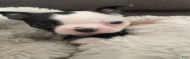 Pending - Panda
