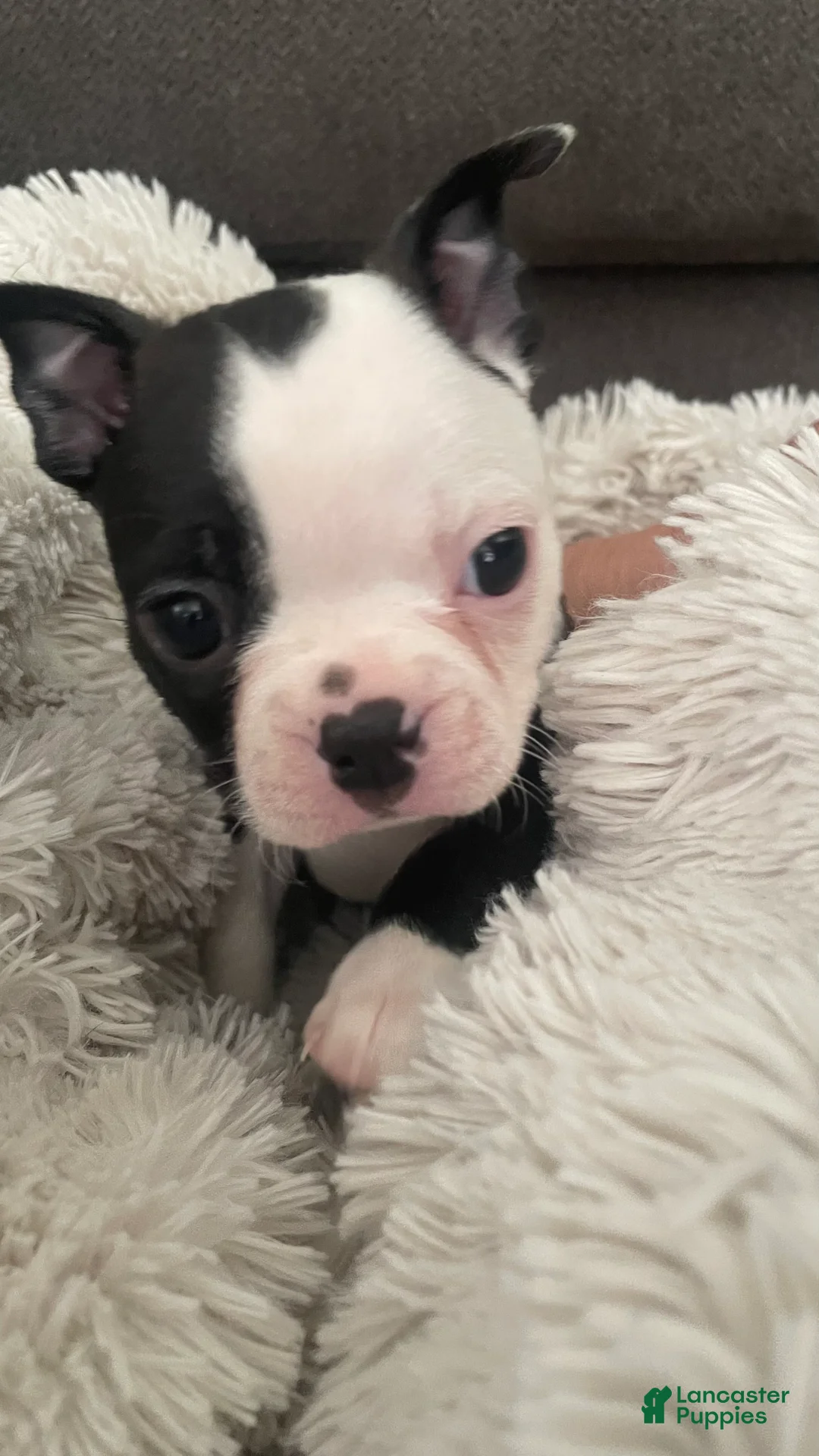 Boston Terrier dogs for sale: Pending - Panda - Ad 1