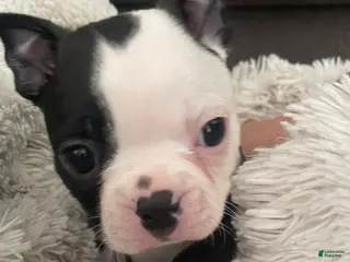 Boston Terrier dogs Pending - Panda - Ad 12