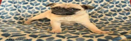 Pug dogs for sale: Link - Ad 2