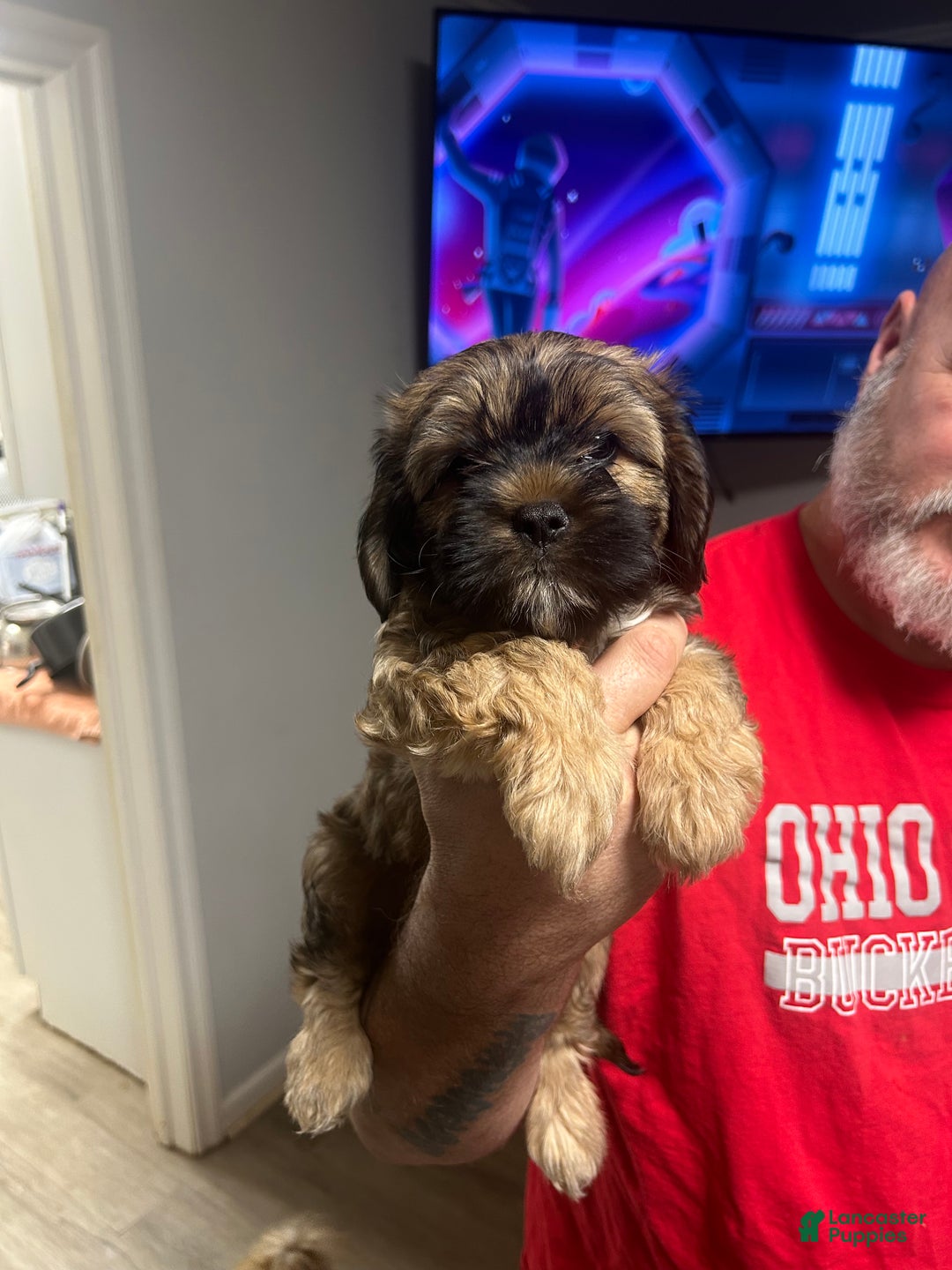 Shih Tzu dogs for sale: Teddy Bear Puppy 1 - Ad 1