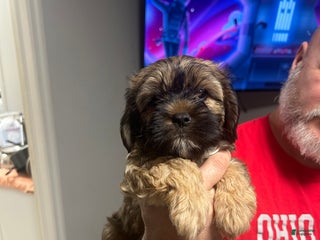 Shih Tzu dogs for sale: Teddy Bear Puppy 1 - Ad 2