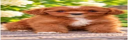 Cavapoo dogs for sale: Aliie - Ad 3